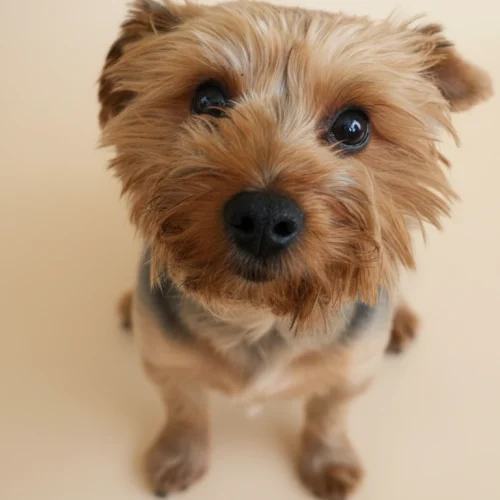 Gemini_Generated_Image_napc94napc94napc